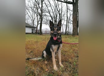 Dezi, geboren 01.03.2023, 63cm sucht ihr Zuhause