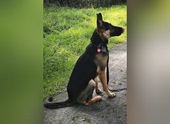 Ares, geboren 02.02.2026, 60cm sucht neues Zuhause