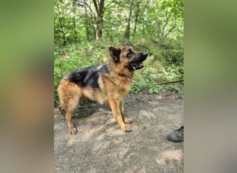 Zigi, geb. 15.03.2025, 60 cm, sucht seine Menschen