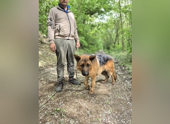 Zigi, geb. 15.03.2025, 60 cm, sucht seine Menschen