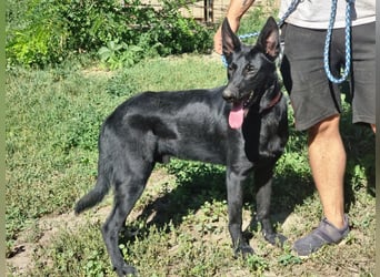 Lupin, geboren 01.12.2023, 60cm sucht seine Aufgabe