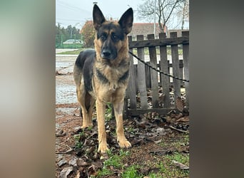 Freya, geboren 01.11.2023, 58cm sucht liebevolles Zuhause