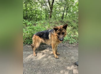 Zigi, geb. 15.03.2025, 60 cm, sucht seine Menschen