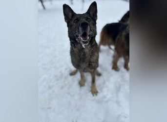 Dalma, 9 Jahre, 58 cm, wünscht sich ein eigenes Zuhause