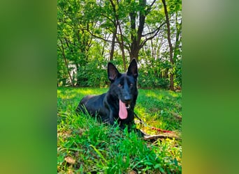 Nila, geboren 16.11.2024, 60cm sucht ihr Zuhause