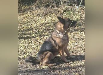 Rexi, ca. 4 Jahre, 60 cm, möchte sein Herz verschenken