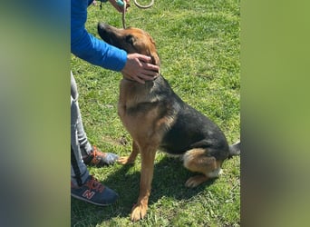 Sky, geboren 15.06.2025, 60cm sucht ihre Menschen