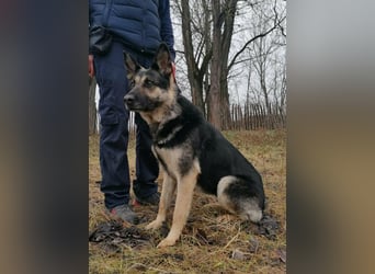 Dezi, geboren 01.03.2023, 63cm sucht ihr Zuhause