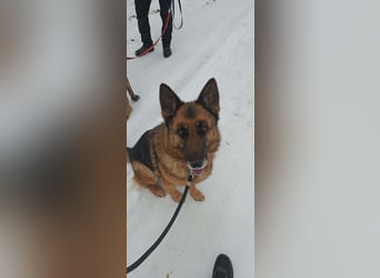 Rexi, 4 Jahre, 60cm sucht seine Menschen