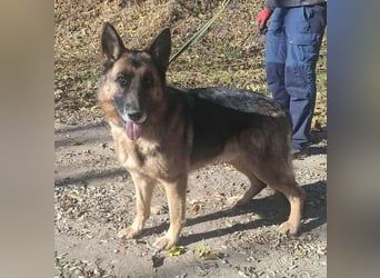 Rexi, ca. 4 Jahre, 60 cm, möchte sein Herz verschenken