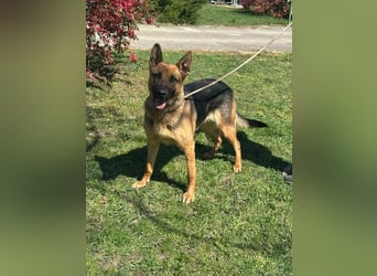 Sky, geb. 06/2025, 60 cm, sucht liebevolle Menschen