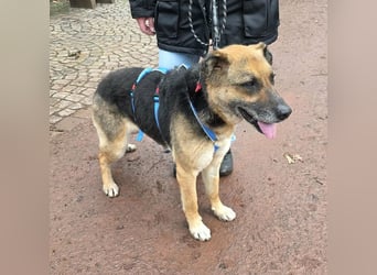 Helena, geboren 12.04.2016, 63cm sucht ihren Ruheplatz (Pflegestelle Deutschland)