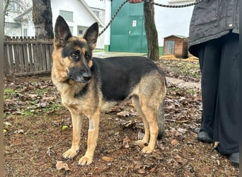 Freya, geboren 01.11.2023, 58cm sucht liebevolles Zuhause
