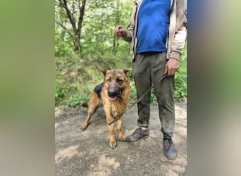 Zigi, geb. 15.03.2025, 60 cm, sucht seine Menschen