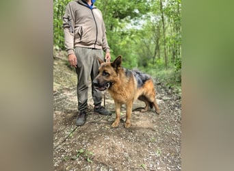 Zigi, geb. 15.03.2025, 60 cm, sucht seine Menschen