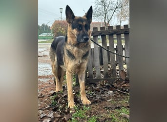 Freya, geboren 01.11.2023, 58cm sucht liebevolles Zuhause