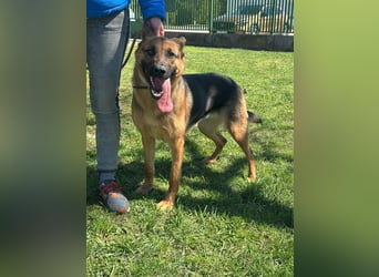 Sky, geboren 15.06.2025, 60cm sucht ihre Menschen