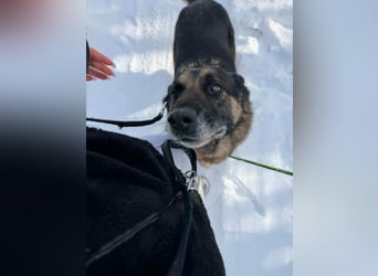 Jerry, geboren 2018, 57cm sucht Für-immer-Zuhause