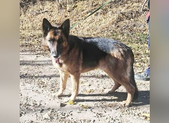 Rexi, geb. 03.2022, 60 cm, sucht seine Wegbegleiter