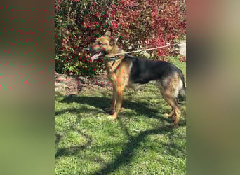 Sky, geboren 15.06.2025, 60cm sucht ihre Menschen