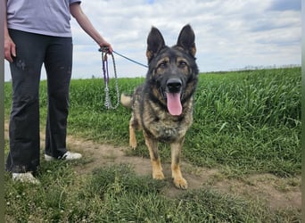 Zeus, geboren 16.12.2019, 58cm sucht sein für immer Zuhause