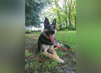 Dezi, geb. 03.2023, 63cm sucht ihr Zuhause