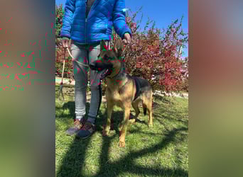 Sky, geboren 15.06.2025, 60cm sucht ihre Menschen