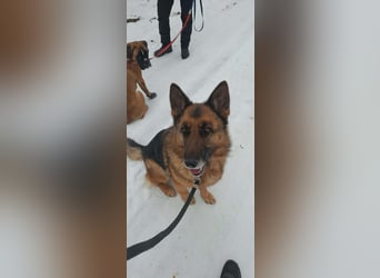 Rexi, geb. 03.2022, 60 cm, sucht seine Wegbegleiter