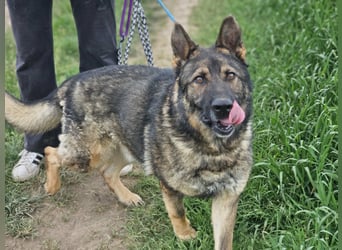 Zeus, geboren 16.12.2019, 58cm sucht sein für immer Zuhause