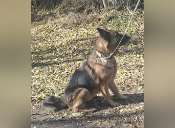 Rexi, 4 Jahre, 60cm sucht seine Menschen