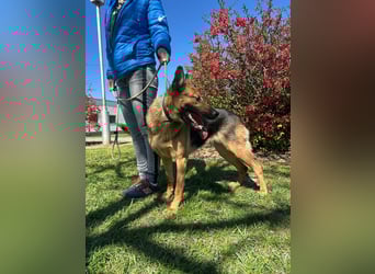 Sky, geboren 15.06.2025, 60cm sucht ihre Menschen