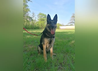 Dezi, geb. 03.2023, 63cm sucht ihr Zuhause