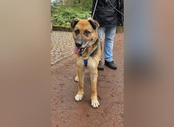 Helena, geboren 12.04.2016, 63cm sucht ihren Ruheplatz (Pflegestelle Deutschland)