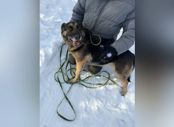 Jerry, geboren 2018, 57cm sucht Für-immer-Zuhause