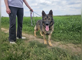 Zeus, geboren 16.12.2019, 58cm sucht sein für immer Zuhause