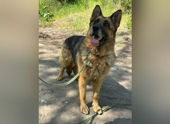Rexi, ca. 4 Jahre, 60 cm, möchte sein Herz verschenken