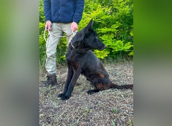 Nila, geboren 16.11.2024, 60cm sucht ihr Zuhause