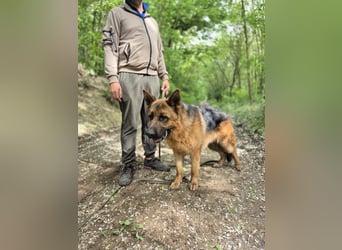 Zigi, geb. 15.03.2025, 60 cm, sucht seine Menschen