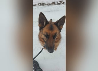 Rexi, 4 Jahre, 60cm sucht seine Menschen