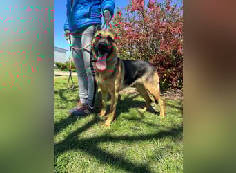 Sky, geboren 15.06.2025, 60cm sucht ihre Menschen