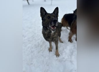 Dalma, 9 Jahre, 58 cm, wünscht sich ein eigenes Zuhause