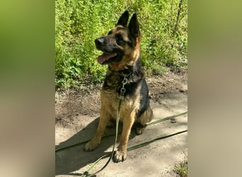 Ciklon, geb. 2022, sucht erfahrenes zu Hause