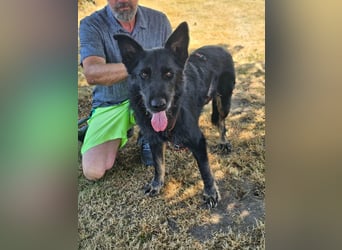 Onix, geboren 01.02.2019, 63cm sucht sein Happy End