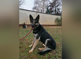 Dezi, geboren 01.03.2023, 63cm sucht ihr Zuhause