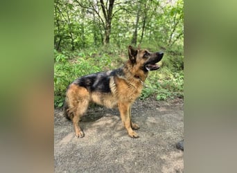 Zigi, geb. 15.03.2025, 60 cm, sucht seine Menschen
