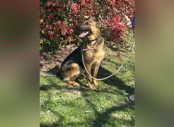 Sky, geboren 15.06.2025, 60cm sucht ihre Menschen