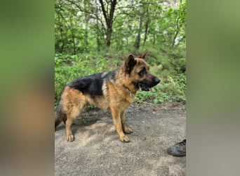 Zigi, geb. 15.03.2025, 60 cm, sucht seine Menschen