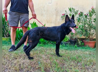 Nila, geboren 16.11.2024, 60cm sucht ihr Zuhause