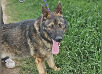 Zeus, geboren 16.12.2019, 58cm sucht sein für immer Zuhause