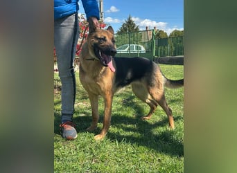 Sky, geboren 15.06.2025, 60cm sucht ihre Menschen